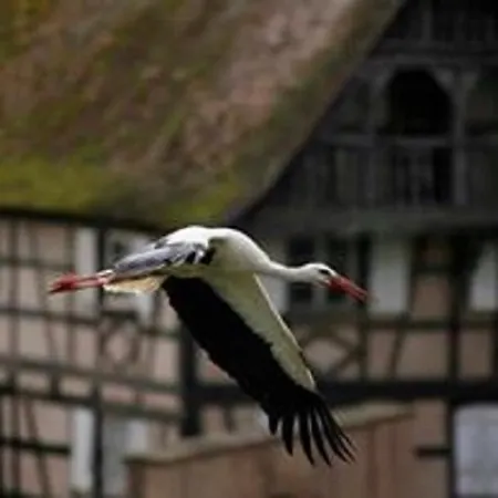 Les Ambrades Riquewihr Lejlighed Riquewihr
